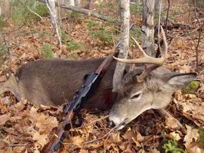 Photo of a big buck deer at Outdoorsman Lodging, Patten, ME