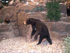 outdoorsman lodging- patten, me- photo of black bear